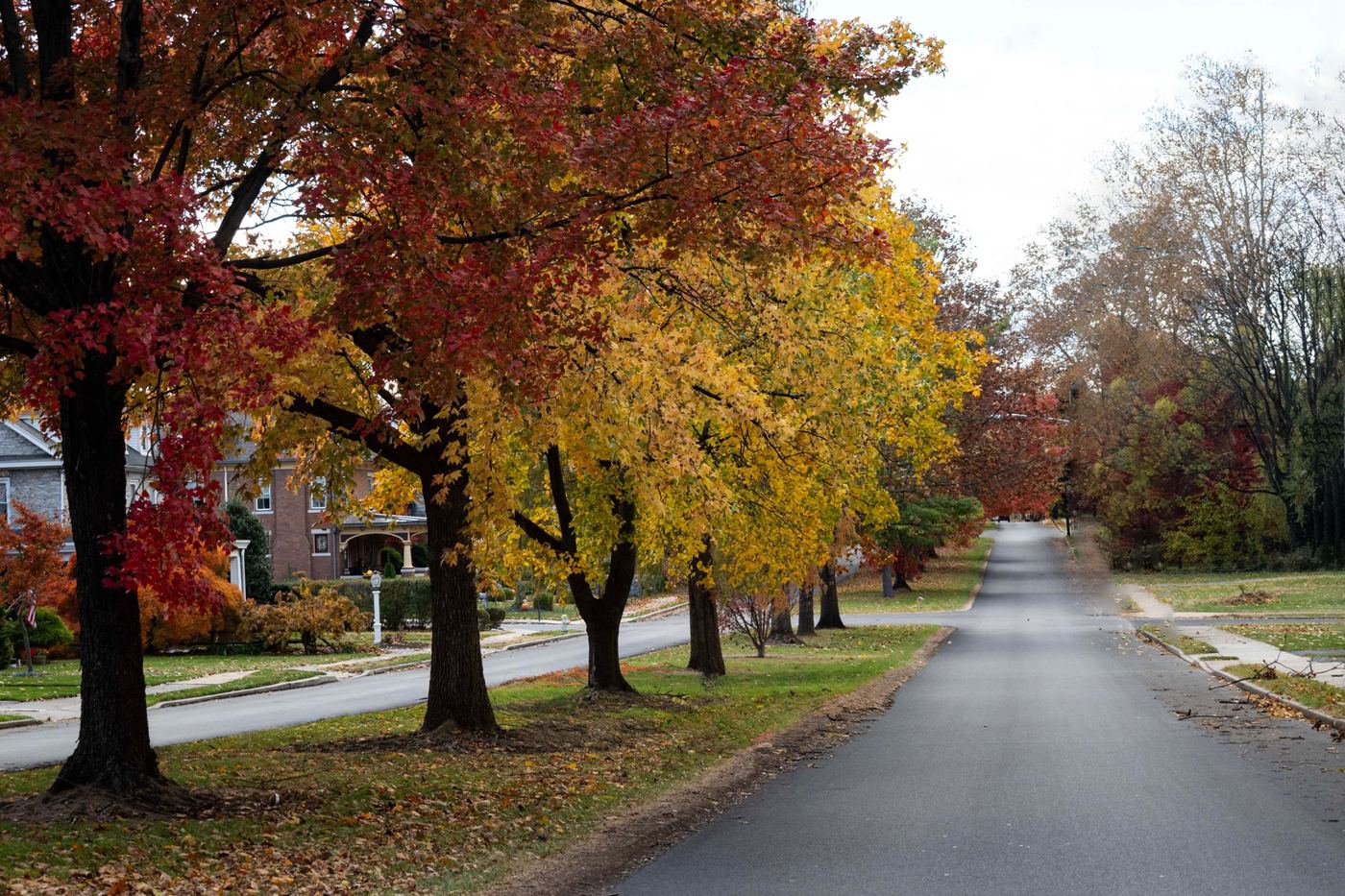 Tree-lined residential street with fall color and older homes